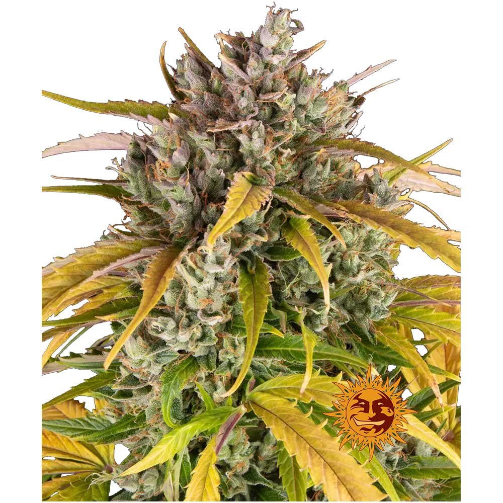 Nahaufnahme der Barney's Farm LSD Automatic Cannabispflanze mit großen, harzigen und dichten Buds bedeckt mit Trichomen.