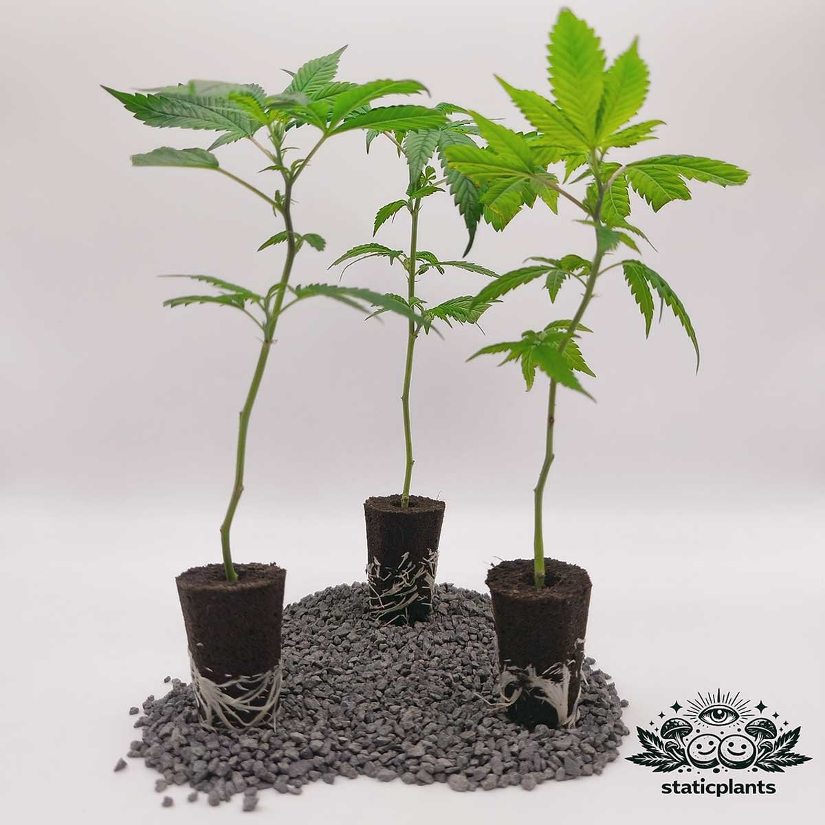 LSD Stecklinge 3er-Set von Static Plants