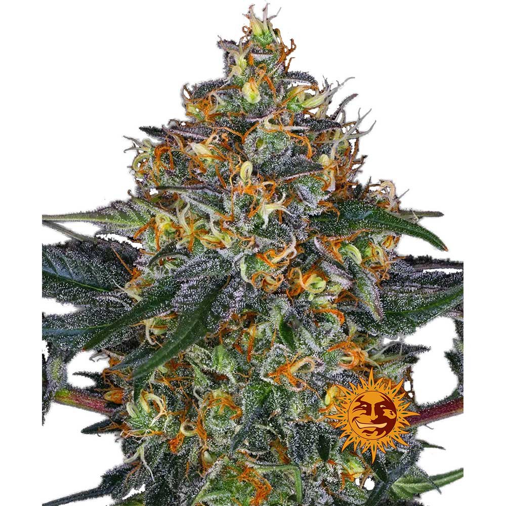 Nahaufnahme eines harzigen Moby Dick Auto Buds mit dichten, leuchtend grünen Blüten, orangefarbenen Härchen und einer dicken Schicht funkelnder Trichome.
