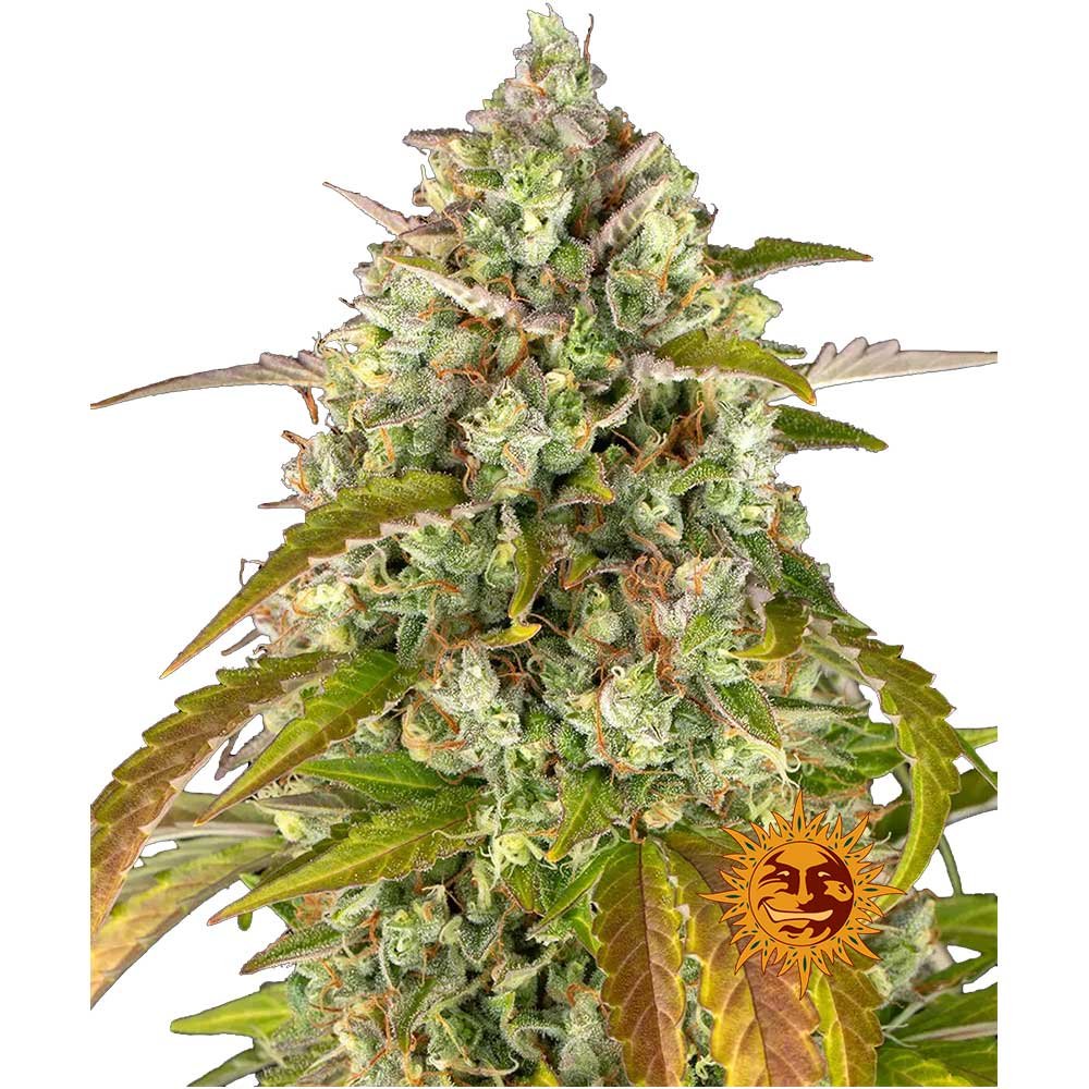 Nahaufnahme der Barney's Pineapple Express Automatic Cannabispflanze mit harzigen dichten Buds und einer intensiven Trichomen-Bedeckung.