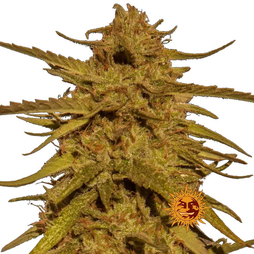 Nahaufnahme der Barney's Farm Pineapple Haze Regular Cannabispflanze mit dichten, harzigen Buds und einer kräftig natürliches Farbe.