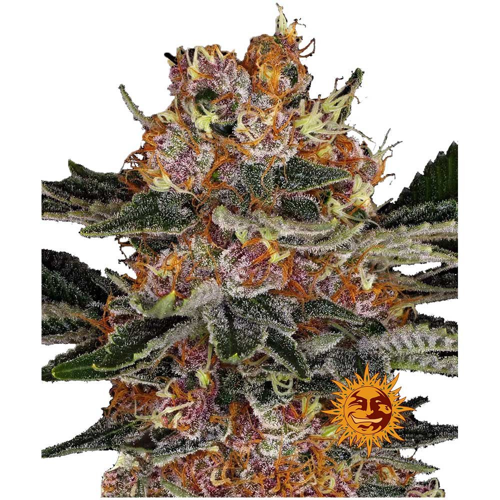 Nahaufnahme der Barney's Purple Punch Automatic Cannabispflanze mit harzigen dichten Buds und einer intensiven Trichomen-Bedeckung im satten grün und violetten nuancen.