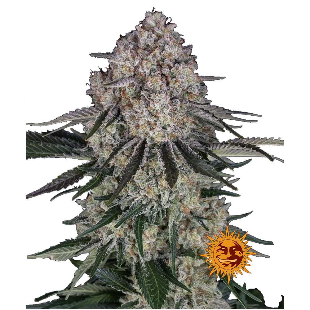 Nahaufnahme eines dichten, harzigen Sour Diesel Auto Buds mit leuchtend grünen Blüten, orangefarbenen Härchen und einer dicken Schicht glitzernder Trichome.
