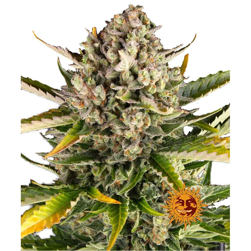Nahaufnahme eines dichten, harzigen Strawberry Cheesecake Auto Buds mit leuchtend orangefarbenen Blütenstempeln, tiefvioletten Farbtönen und einer dicken Trichomschicht.
