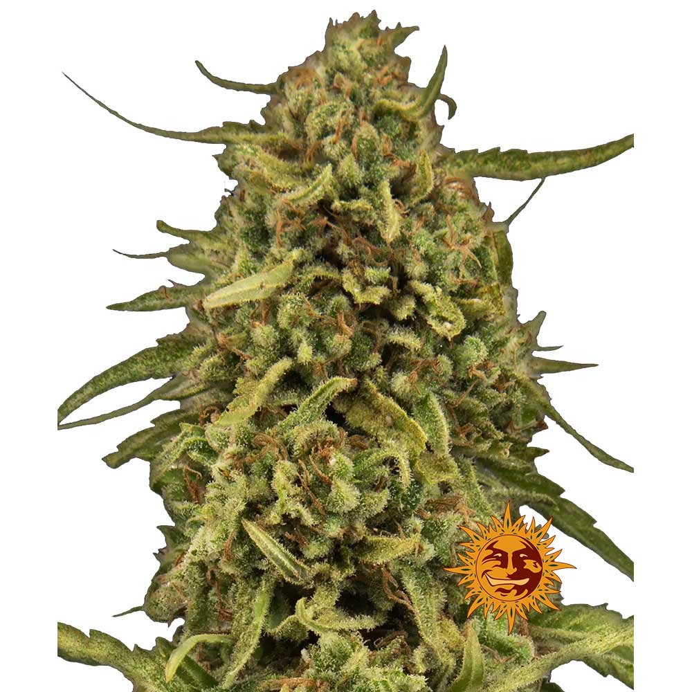 Nahaufnahme der Barney's Window Remedy Regular Cannabispflanze mit dichten, harzigen Buds und einer intensiven Trichomen-Bedeckung im satten grün.