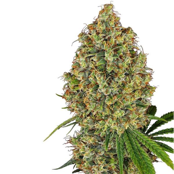 Nahaufnahme eines BudVoyage AK-47 Feminisiert Buds – Dichte, harzige Blüte mit süßem Frucht- & Weihrauch-Aroma.