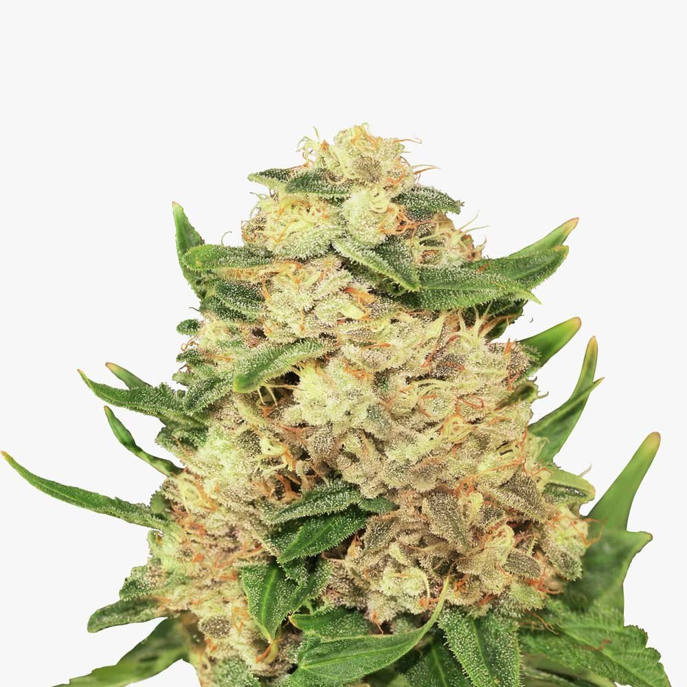 Bud Voyage Amnesia F1 Feminisiert Nahaufnahme eines Buds