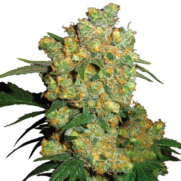 Nahaufnahme eines BudVoyage Big Bud Feminisiert Buds – Dichte, harzige Blüte mit süß-fruchtigem Aroma.