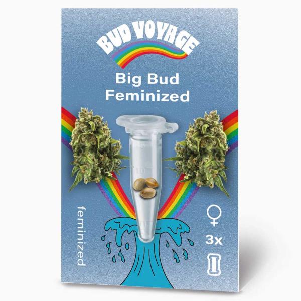 BudVoyage Big Bud Feminisiert – Stilvolle Verpackung mit modernem Design & klarer Produktkennzeichnung.