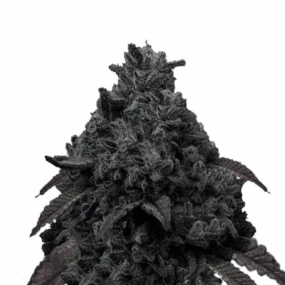 Bud Voyage Black Runtz Feminisiert Bud in Nahaufnahme