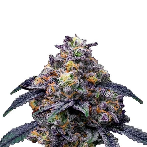 Nahaufnahme eines dichten Blackberry Moonrocks Feminisiert Buds – Harzige, tiefviolette Blüte mit intensiven Trichomen und süßem Beerenaroma.