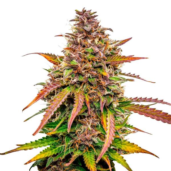 Nahaufnahme eines Bud Voyage Bubble Kush Cake Automatic Buds – Dichte, harzige Blüte mit erdigem & würzigem Aroma.