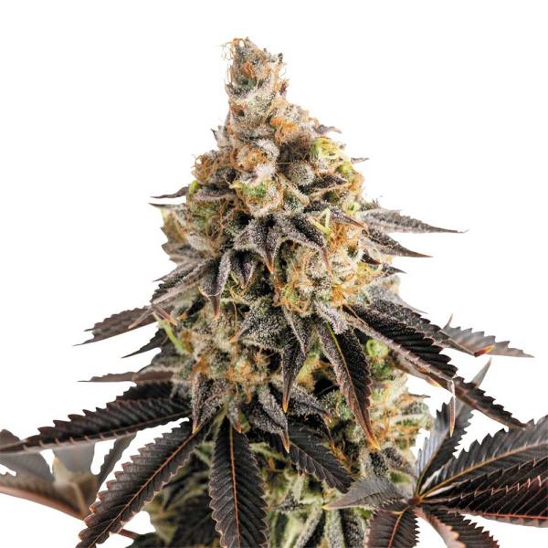 Nahaufnahme eines Bud Voyage Cookies Gelato Automatic Buds – Dichte, harzige Blüte mit süßem Cookie- & Honigaroma.