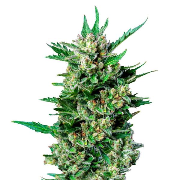 Nahaufnahme eines Bud Voyage Dwarf Voyage Automatic Buds – Dichte, harzige Blüte mit süßem Frucht- & Skunkaroma.