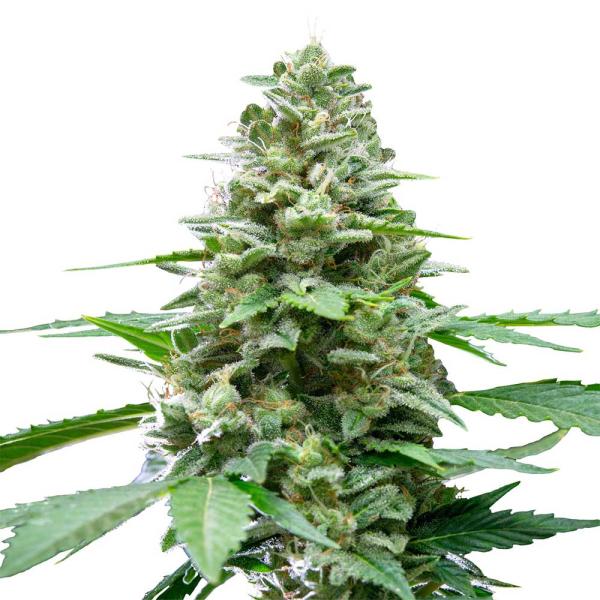 Nahaufnahme eines Bud Voyage Easy Bud Automatic Buds – Kompakte, harzige Blüte mit frischem Zitronen- & Zypressenaroma.