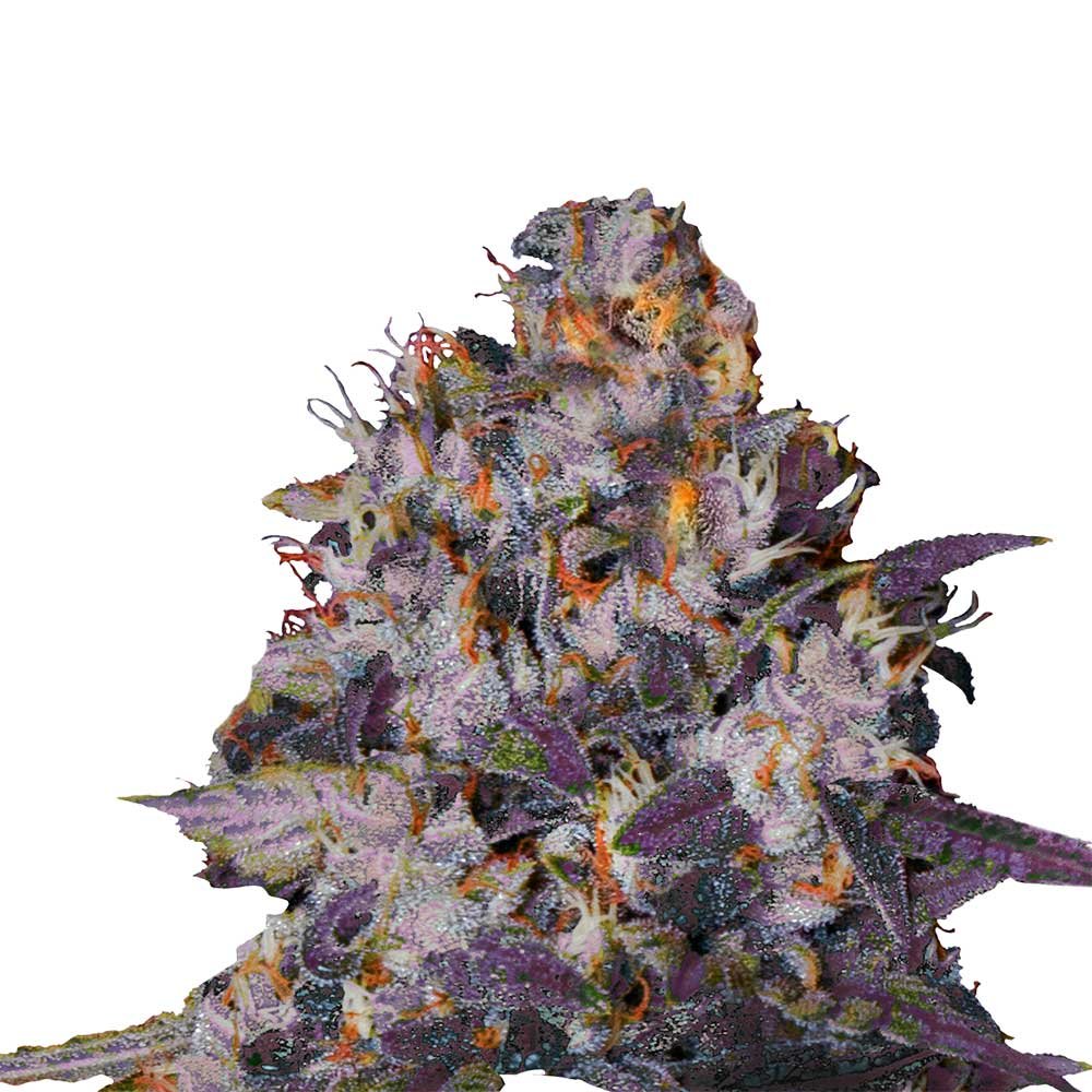 Bud Voyage Florida Sunrise Automatic Nahaufnahme eines Buds