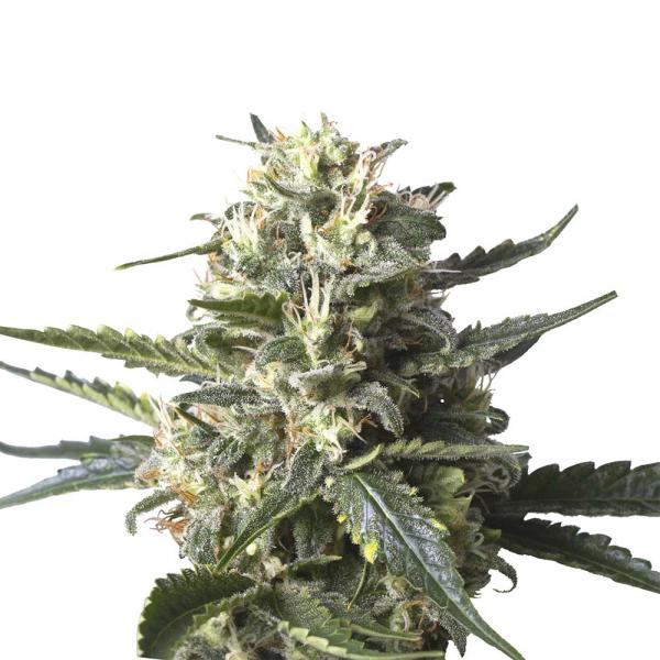 Nahaufnahme eines Bud Voyage Lemon Ice Cream Feminisiert Buds – Dichte, harzige Blüte mit süßem Zitronen- & erdigem Skunk-Aroma.
