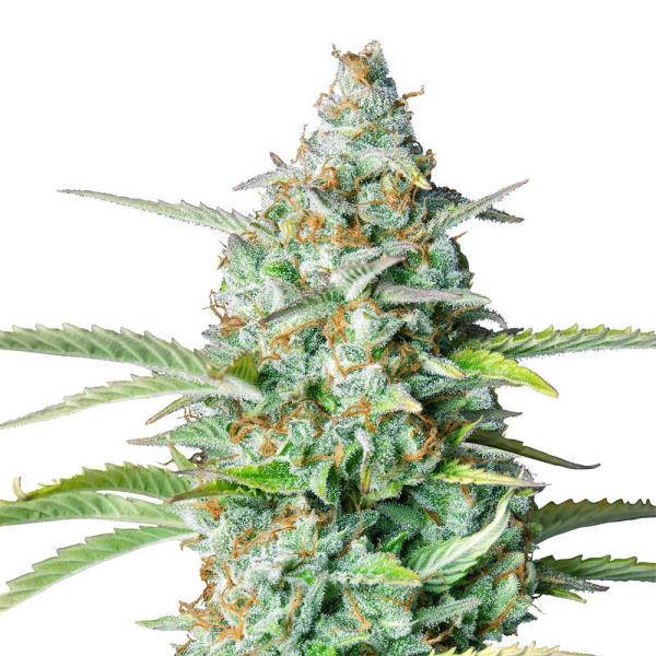 Bud Voyage Northern Lights Automatic