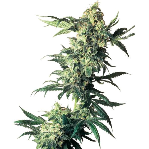 Nahaufnahme eines BudVoyage Northern Lights Feminisiert Buds – Dichte, harzige Blüte mit erdigem Zitrus- & Kräuteraroma.