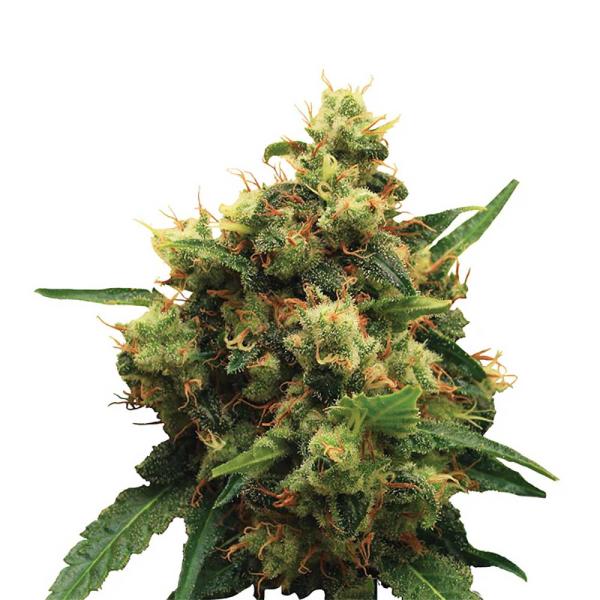 Nahaufnahme eines Bud Voyage Painkiller CBD Automatic Buds – Dichte, harzige Blüte mit frischem Lemonen- und Zedernholzaroma.