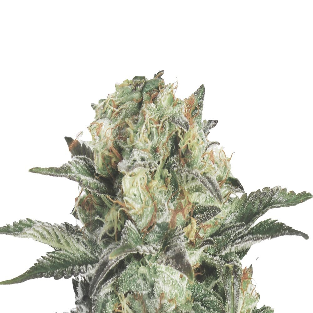 Bud Voyage Permanent Marker Automatic Nahaufnahme eines Buds