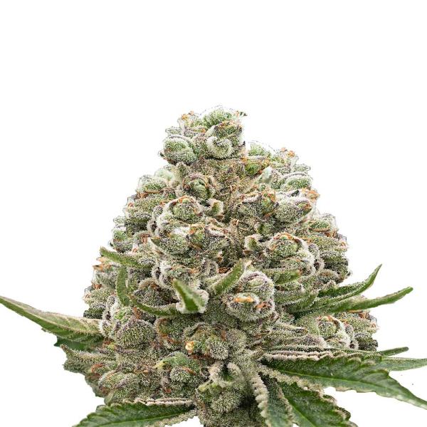 Nahaufnahme eines BudVoyage Pineapple Fruz Feminisiert Buds – Harzige, leuchtend grüne Blüte mit süßem Ananas-Aroma und exotischen Fruchtnoten.