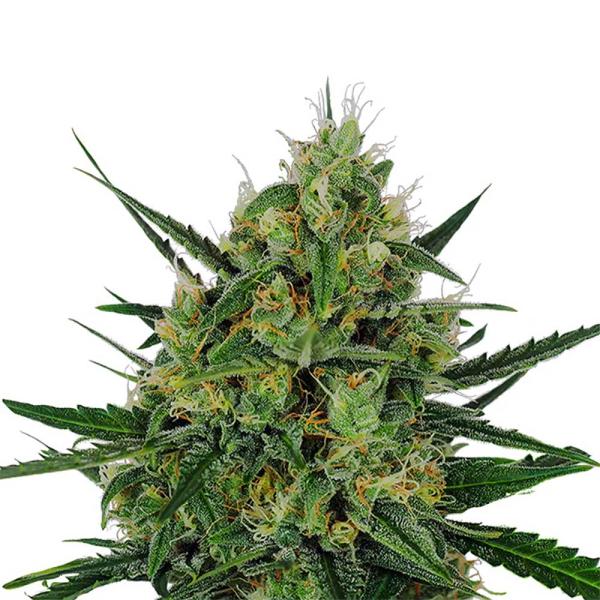 Nahaufnahme eines Bud Voyage PMS Painkiller CBD Automatic Buds – Harzige, dichte Blüte mit süßem Zitrusaroma und erdigen Noten.