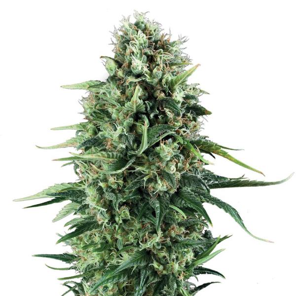 Nahaufnahme eines BudVoyage Power Plant Feminisiert Buds – Dichte, harzige Blüte mit erdigem & würzigem Aroma.