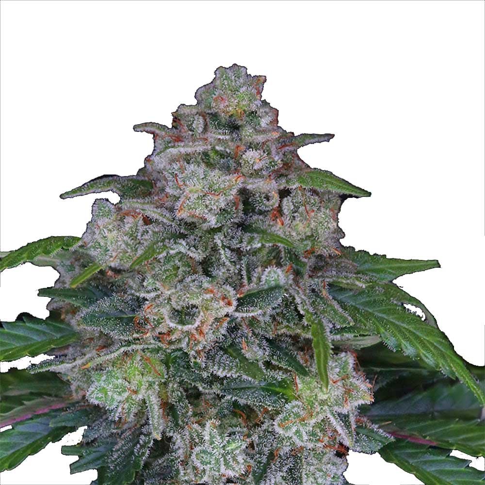 Bud Voyage PREMIUM US OG Kush x MAC Automatic Bud in Nahaufnahme