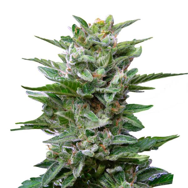 Nahaufnahme eines Bud Voyage Pure CBD Regular Buds – Harzige, dichte Blüte mit fruchtigem Aroma und erdigen Zitrusnoten.