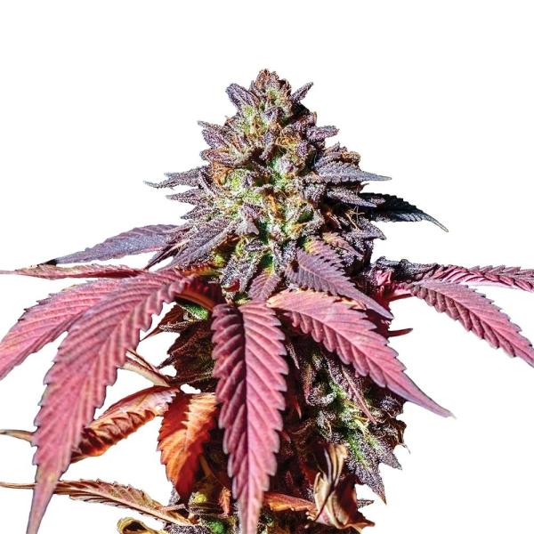 Nahaufnahme eines Purple Haze Feminisiert Buds – Harzige, violett-grüne Blüte mit intensiven Trichomen und fruchtigem Beerenaroma.