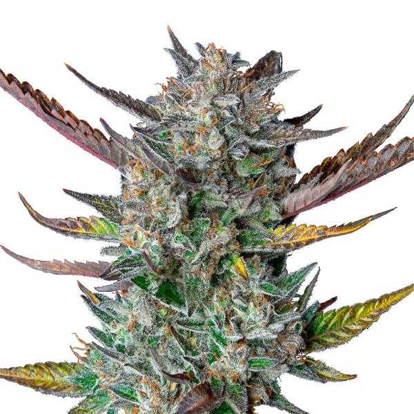 Nahaufnahme eines dichten Purple Punch Automatic Buds – Harzige, violett schimmernde Blüte mit intensiver Trichomen-Bedeckung und süßem Beerenaroma.