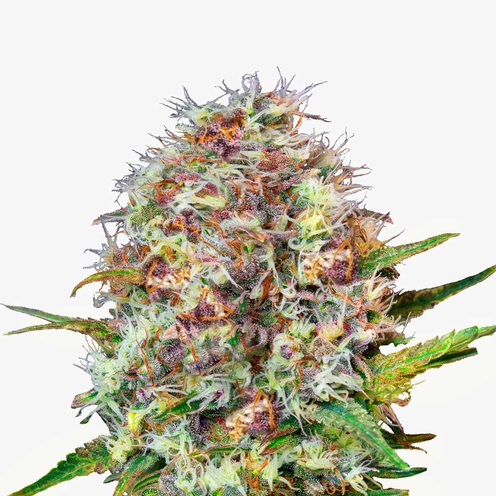 Bud Voyage Runtz Automatic Nahaufnahme eines Buds