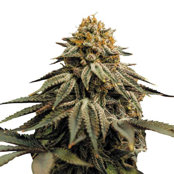 Nahaufnahme eines BudVoyage Skywalker Sativa Feminisiert Buds – Dichte, harzige Blüte mit fruchtigem Beeren- & Pfefferaroma