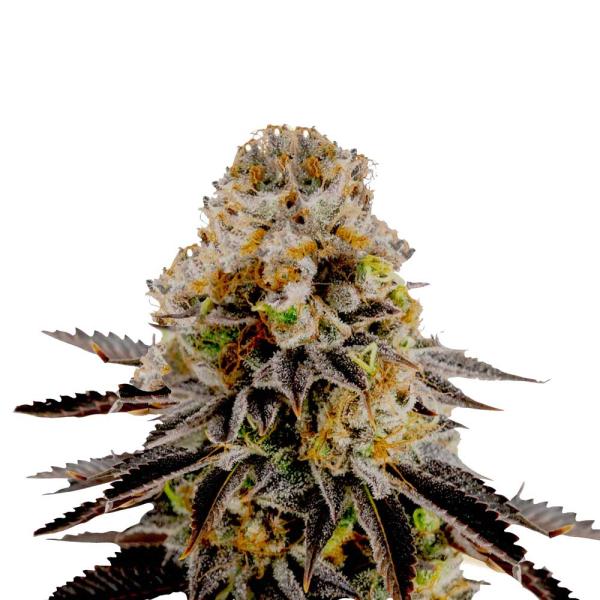Nahaufnahme eines Bud Voyage Sleepy Joe Feminisiert Buds – Harzige, dichte Blüte mit intensivem Erdbeer-Zitronen-Aroma.