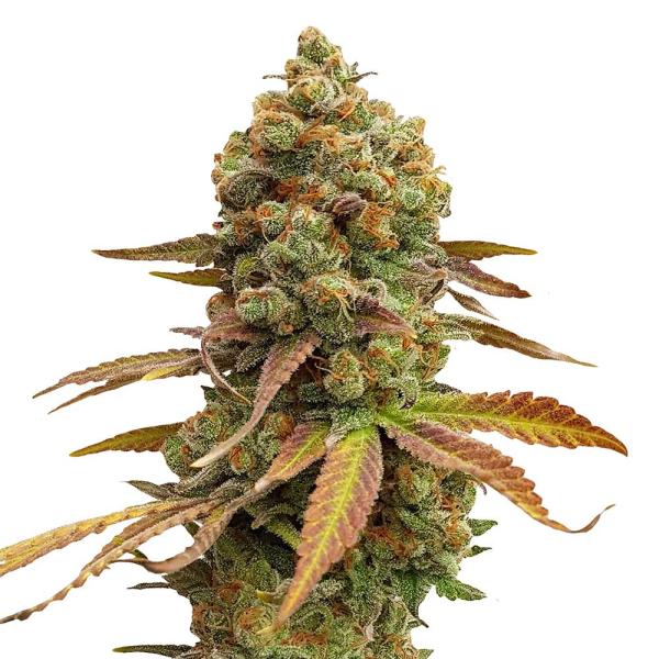 Nahaufnahme eines Bud Voyage Special #1 Feminisiert Buds – Harzige, kompakte Blüte mit fruchtig-erdigem Skunk-Aroma.