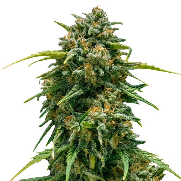 Nahaufnahme eines Bud Voyage Super Skunk Automatic Buds – Dichte, harzige Blüte mit süß-erdigem Skunk-Aroma.