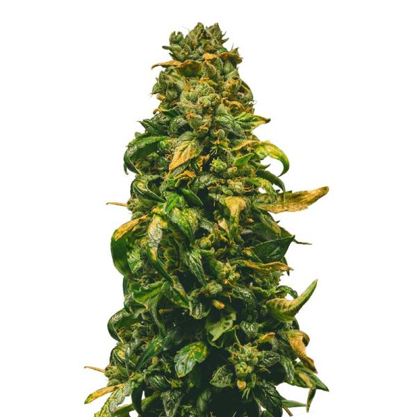 Nahaufnahme eines Bud Voyage Sweet Dream CBD Automatic Buds – Kompakte, harzige Blüte mit Zitrus- und Kiefern-Aroma.