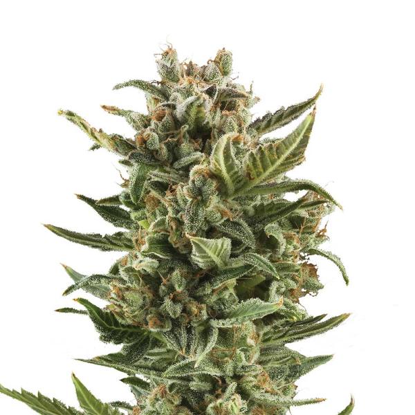 Nahaufnahme eines dichten White Widow Automatic Buds – Harzige Blüten mit intensiver Trichomen-Bedeckung und erdig-würzigem Aroma