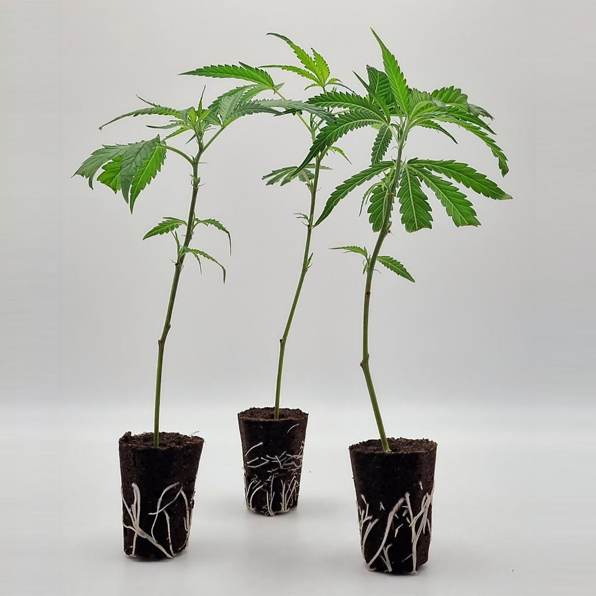 3er-Set bewurzelte Deep Mandarine CBD Stecklinge – frisch geliefert von Static Plants