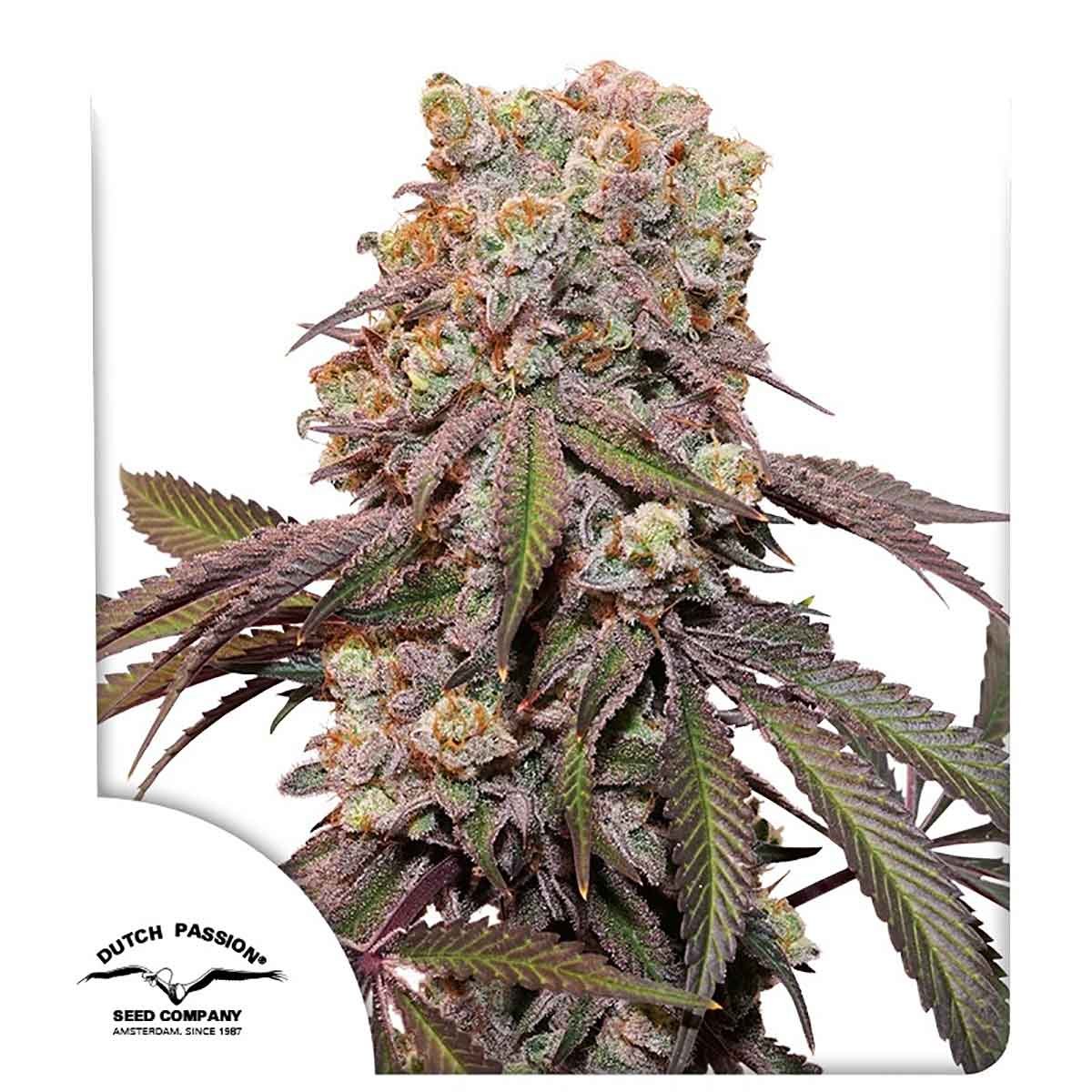 Dutch Passion Auto Candy Bubatz XL Cannabissamen Pflanze
