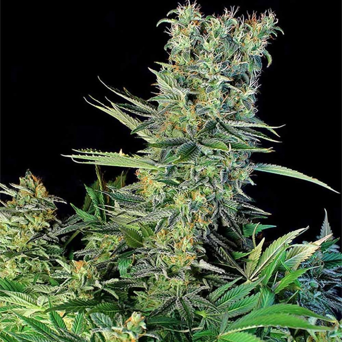Genehtik Seeds Amnesia Bilbo feminisierte Pflanze