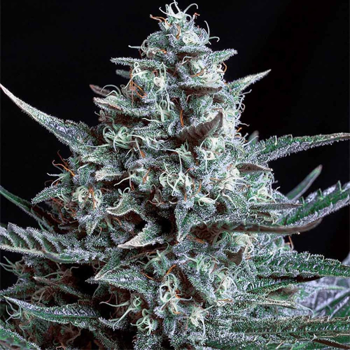 Genehtik Seeds Blubonik feminisierte Pflanze