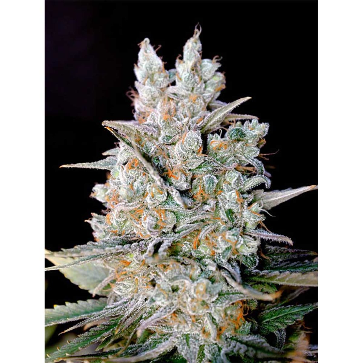 Genehtik Seeds Kritikal Bilbo Automatic Pflanze