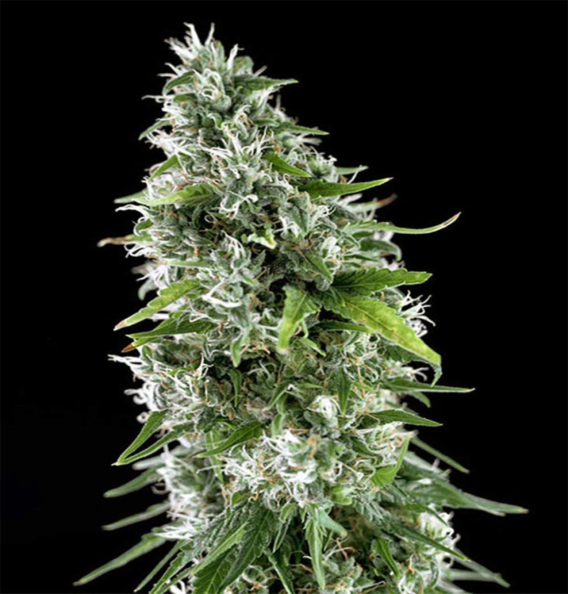 Genehtik Seeds Kritikal Bilbo x AK-47 feminisierte Pflanze