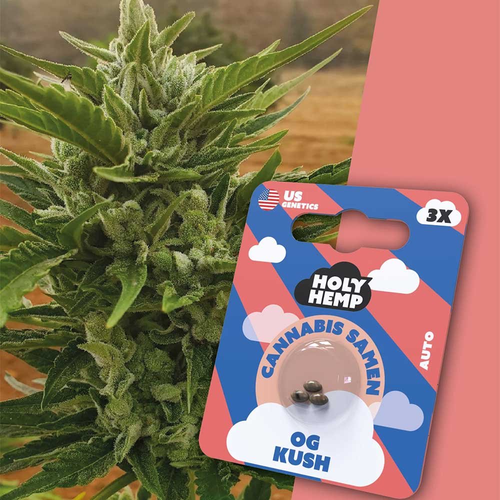 Holy Hemp OG Kush Automatic – Verpackung mit 3 Samen und Nahaufnahme der dichten, harzigen OG Kush Pflanze im Hintergrund. Autoflowering Indica mit 20–25% THC und klassischem Diesel-Aroma.