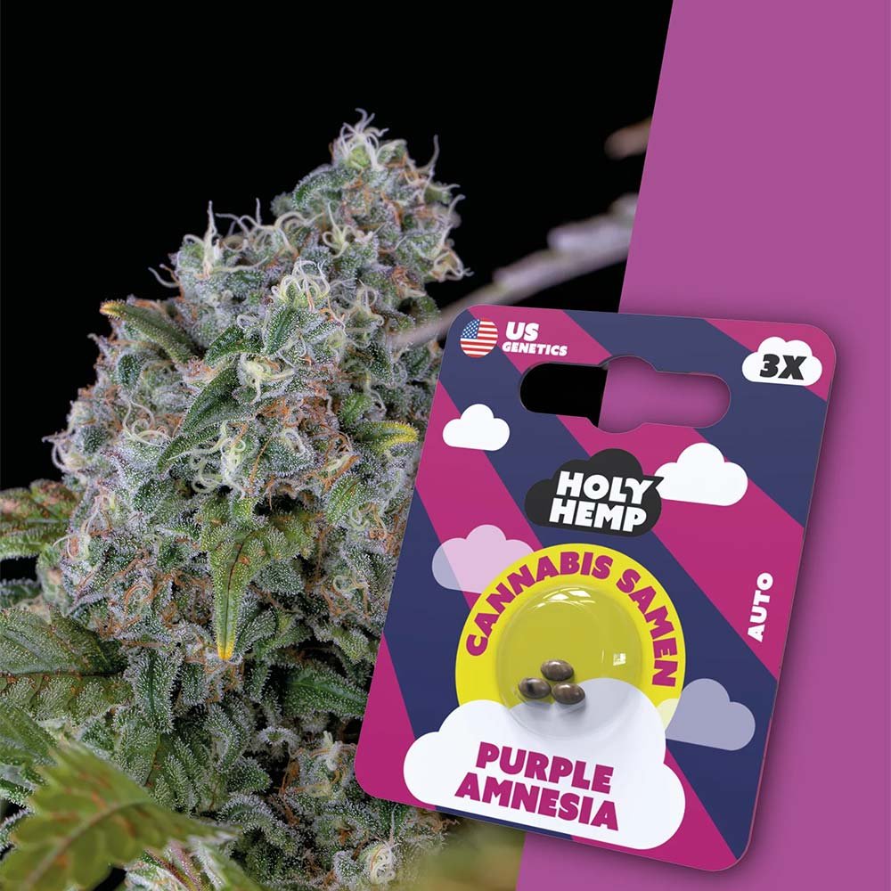 Holy Hemp Purple Amnesia Automatic – Verpackung mit 3 Samen und Nahaufnahme der violett blühenden Pflanze im Hintergrund. Autoflowering Sativa mit 20–25% THC und exotischem Aroma.