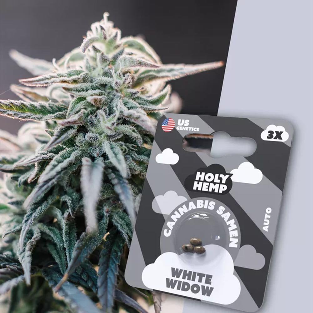 Holy Hemp White Widow Auto – Verpackung Vorderseite mit stilisierter Pflanzen-Nahaufnahme im Hintergrund. Autoflowering Hanfsamen mit 20–25 % THC und ikonischem White Widow Erbe.