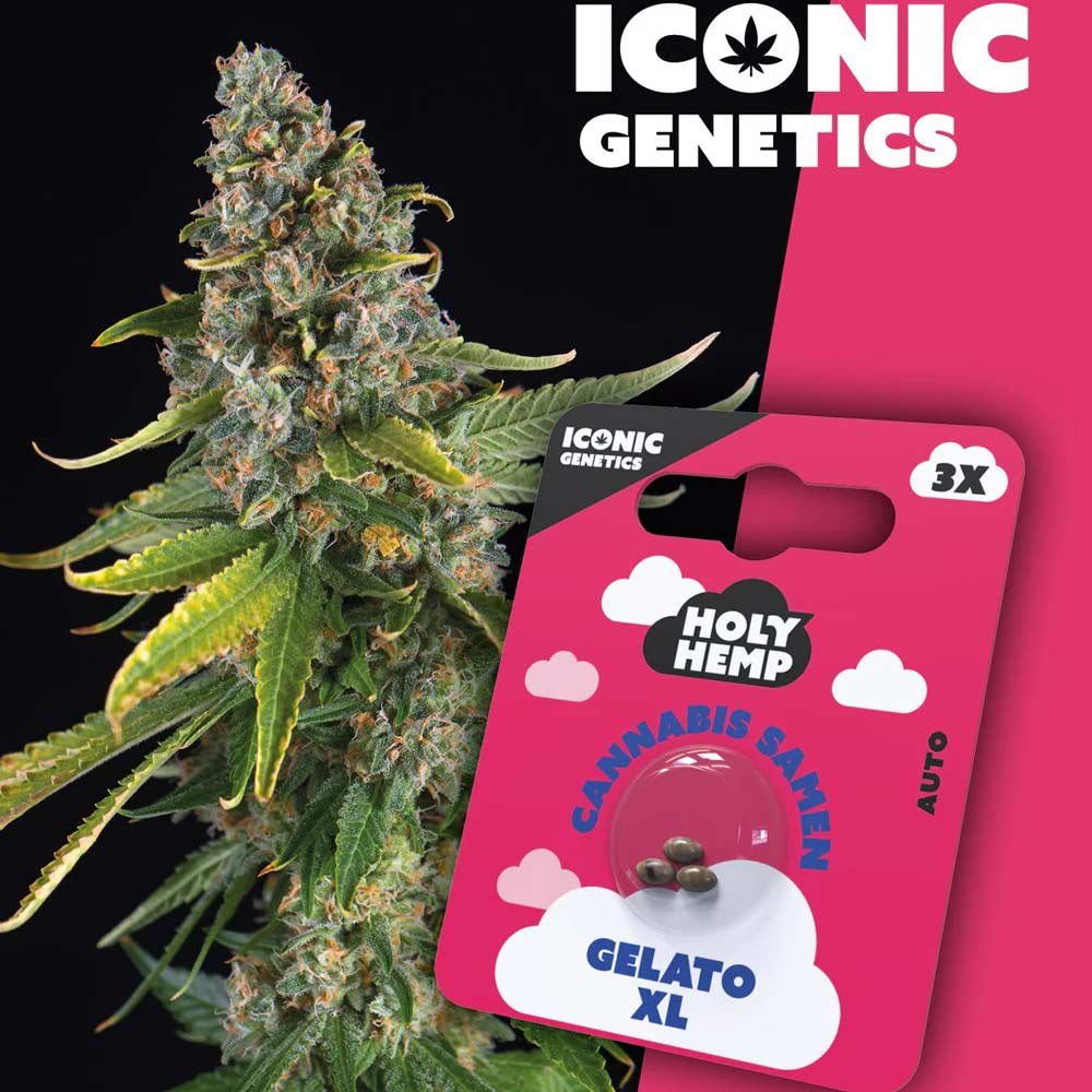 Holy Hemp Gelato XL Automatic Pflanze und Verpackung