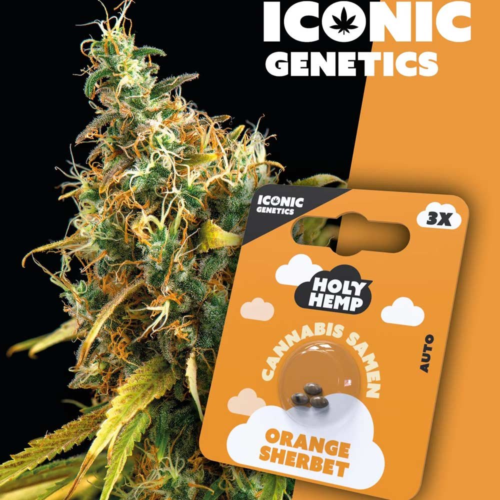 Holy Hemp Orange Sherbet Automatic Pflanze mit Packung